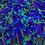 TSA Blowtorch Torch Coral