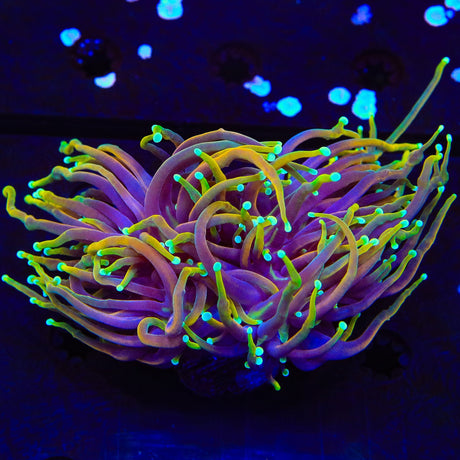 TSA Blowtorch Torch Coral - Two Heads