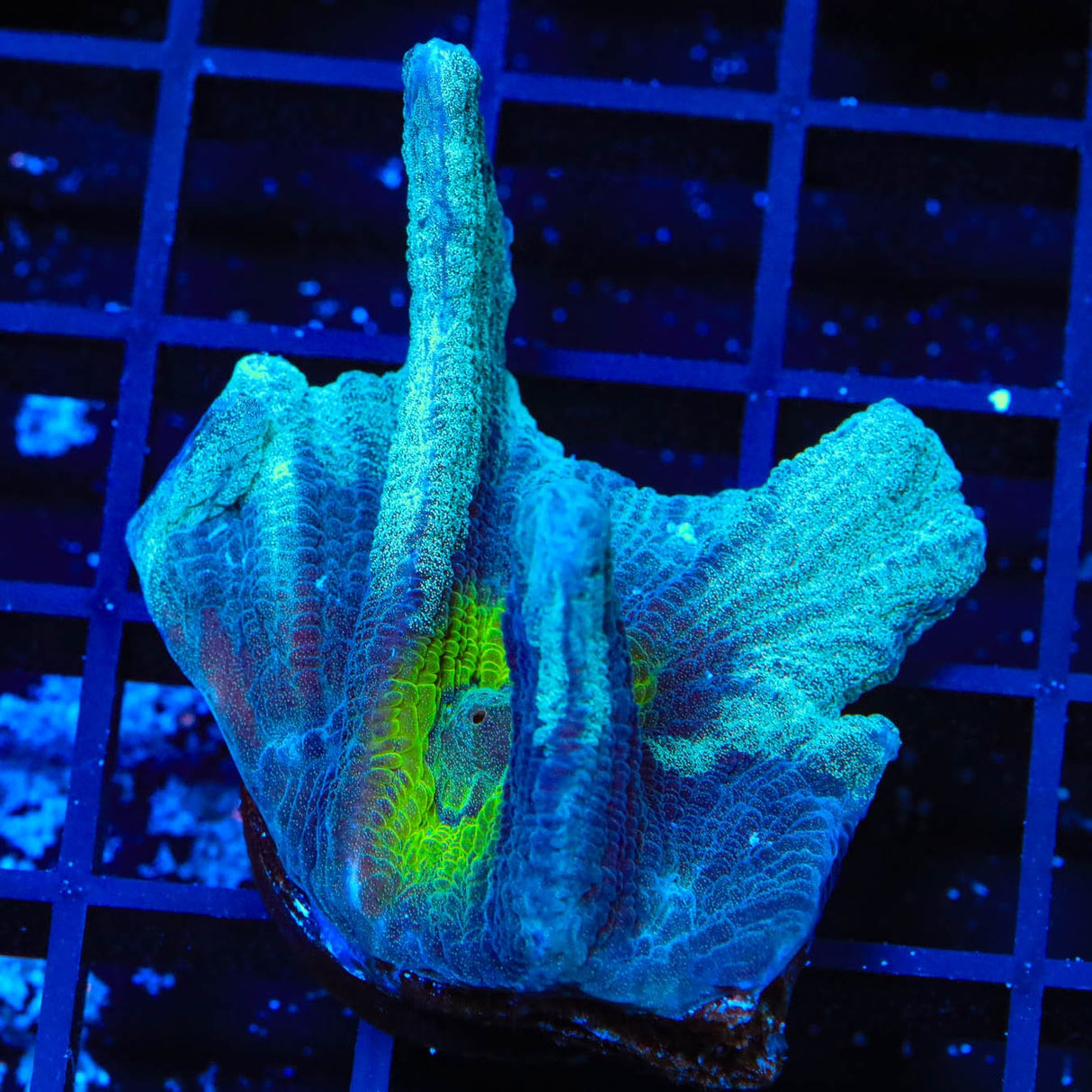 TSA Blue Coast Pectinia Coral