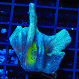 TSA Blue Coast Pectinia Coral