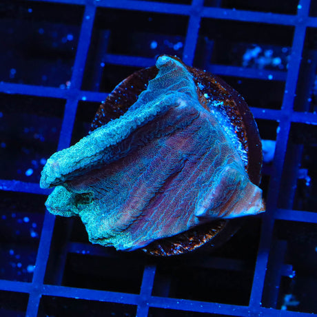 TSA Blue Coast Pectinia Coral