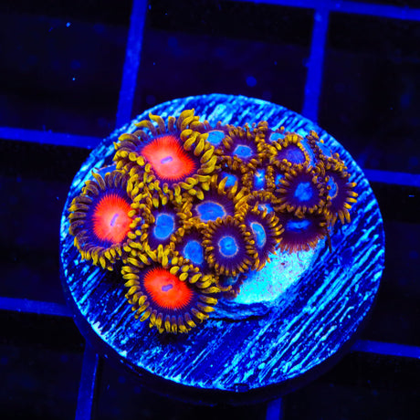TSA Blue Eye Hornet and Yellow Brick Road Combo Zoanthids Coral