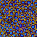TSA Blue Eye Hornet Zoanthids Coral