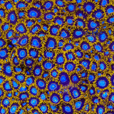 TSA Blue Eye Hornet Zoanthids Coral