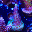 TSA Blue Flame Acropora Coral