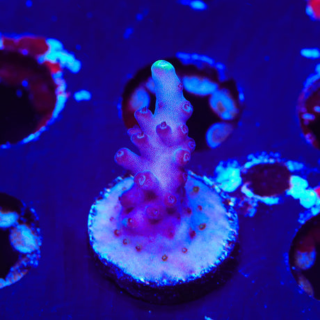 TSA Blue Flame Acropora Coral