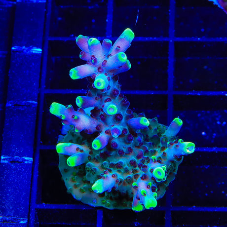 TSA Blue Flame Acropora XL Frag Coral