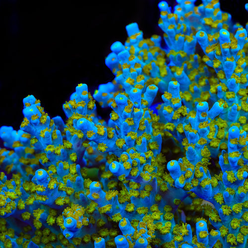 TSA Blue Ghost Acropora Coral