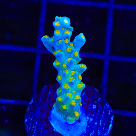 TSA Blue Ghost Acropora Coral