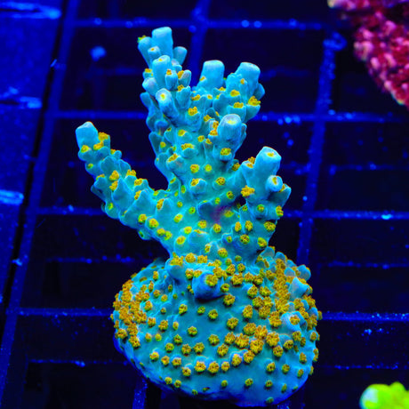 TSA Blue Ghost Acropora Coral