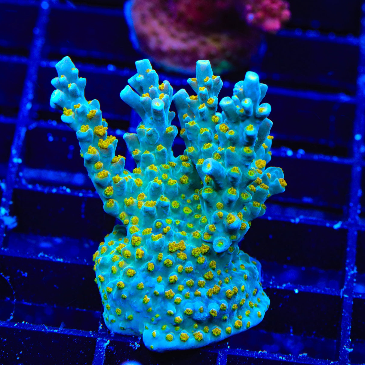 TSA Blue Ghost Acropora Coral