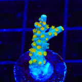 TSA Blue Ghost Acropora Coral