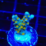 TSA Blue Ghost Acropora Coral