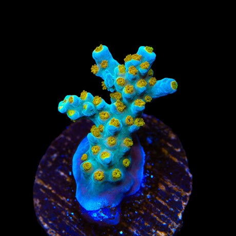 TSA Blue Ghost Acropora Coral