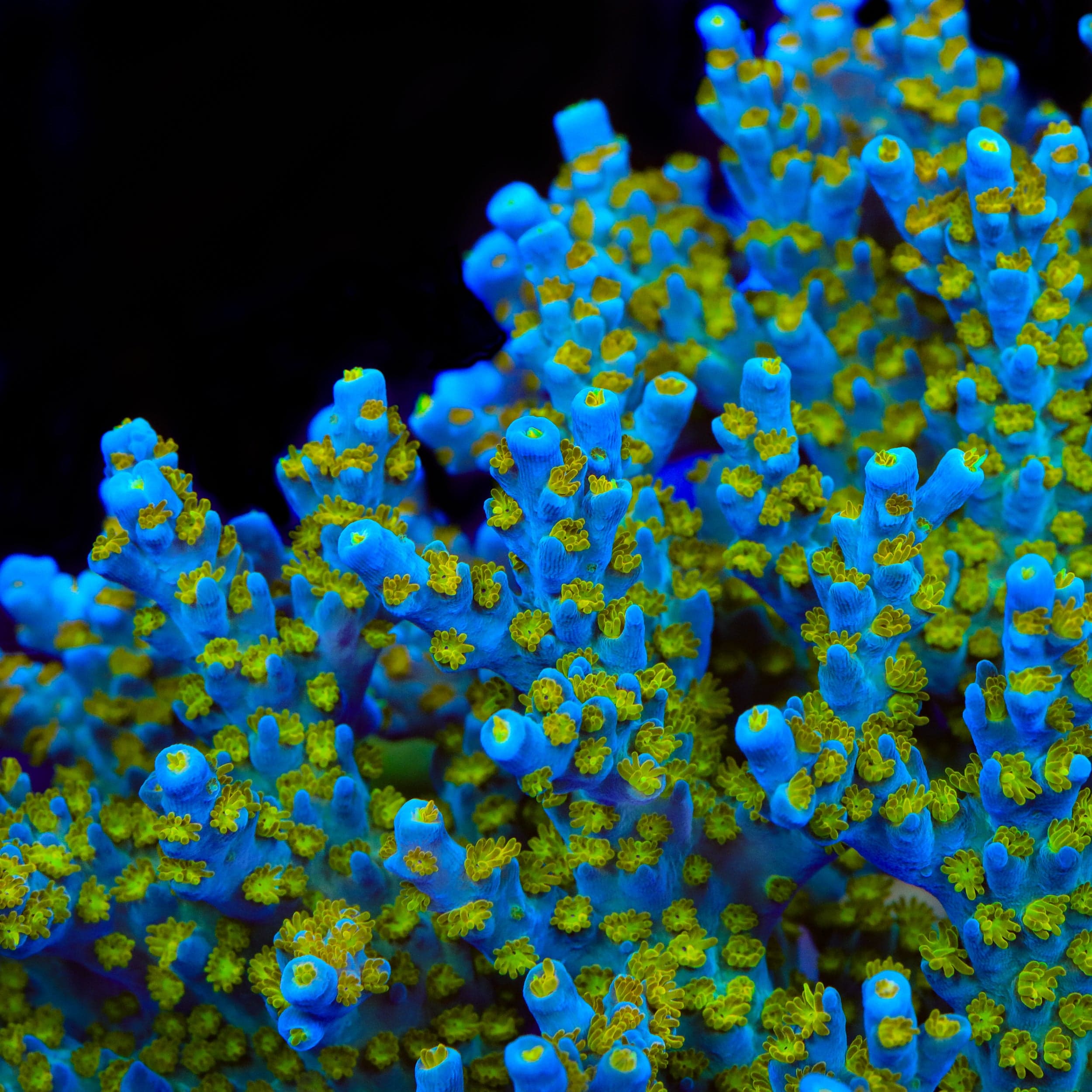 TSA Blue Ghost Acropora Coral