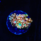 TSA Blue Pearl Alveopora Coral