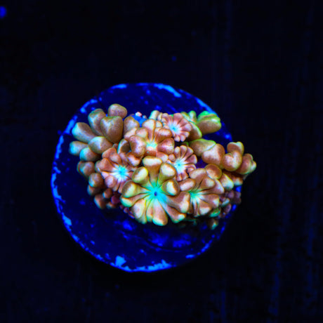 TSA Blue Pearl Alveopora Coral