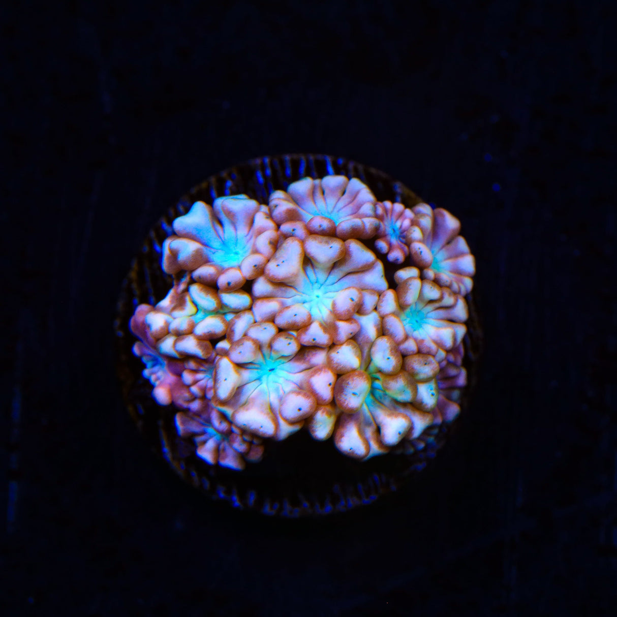 TSA Blue Pearl Alveopora Coral