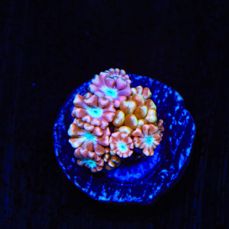 TSA Blue Pearl Alveopora Coral