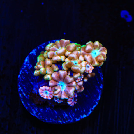 TSA Blue Pearl Alveopora Coral