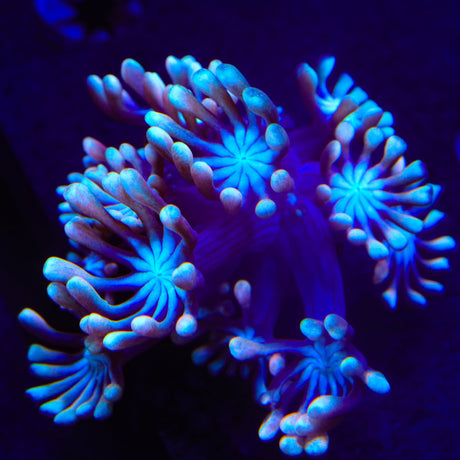 TSA Blue Pearl Alveopora Coral