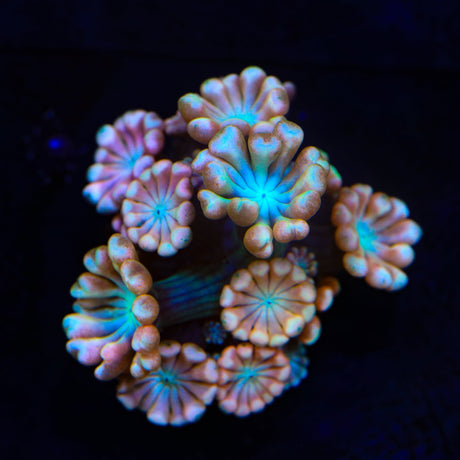 TSA Blue Pearl Alveopora Coral