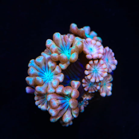 TSA Blue Pearl Alveopora Coral