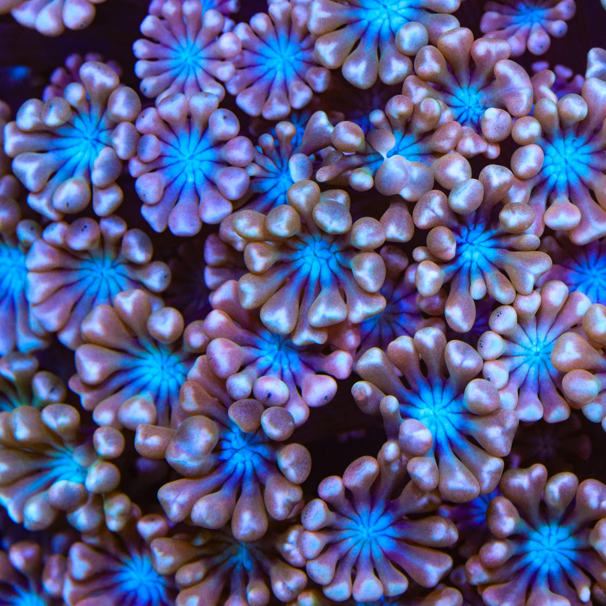 TSA Blue Pearl Alveopora Coral