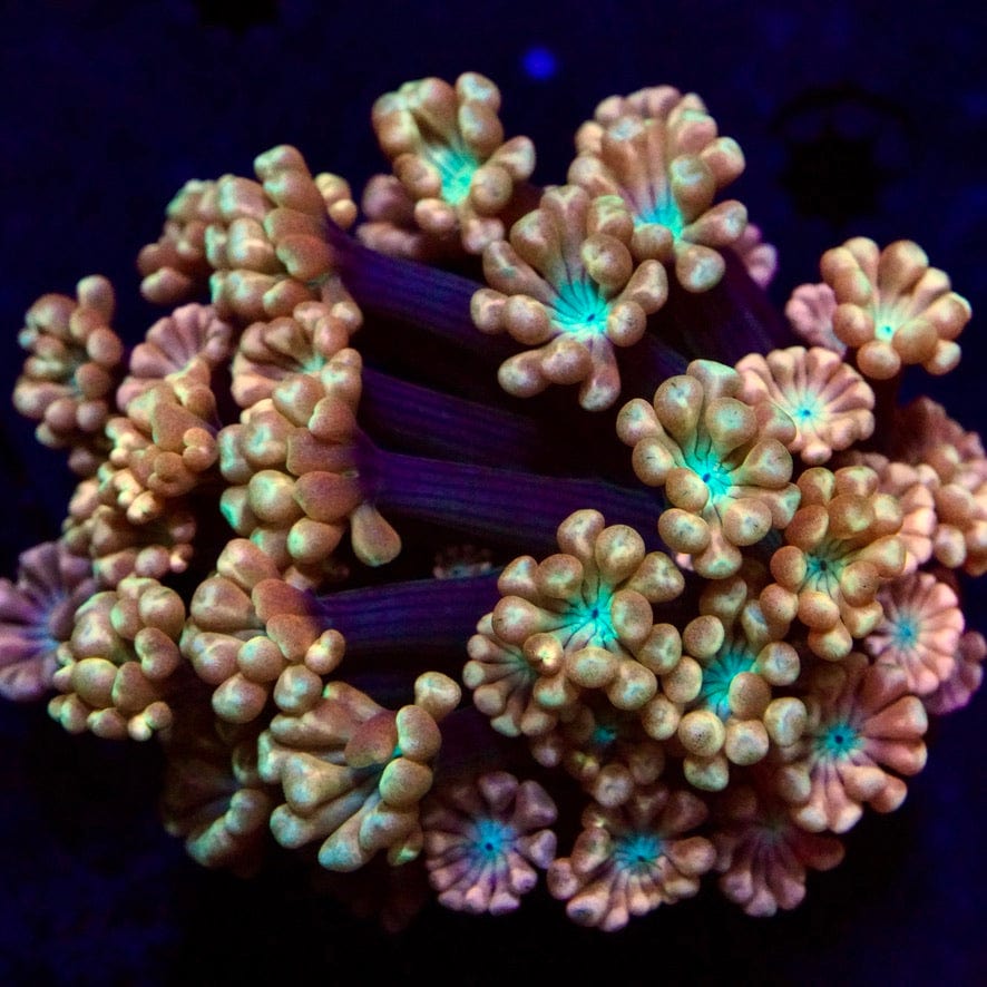 TSA BLUE PEARL ALVEOPORA XL