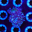 TSA Blue Sea Duncan Coral