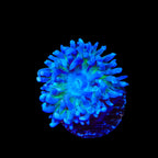TSA Blue Sea Duncan Coral