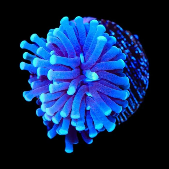 TSA Blue Torch Coral