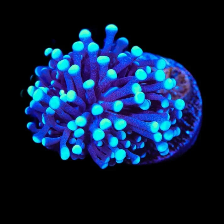 TSA Blue Torch Coral