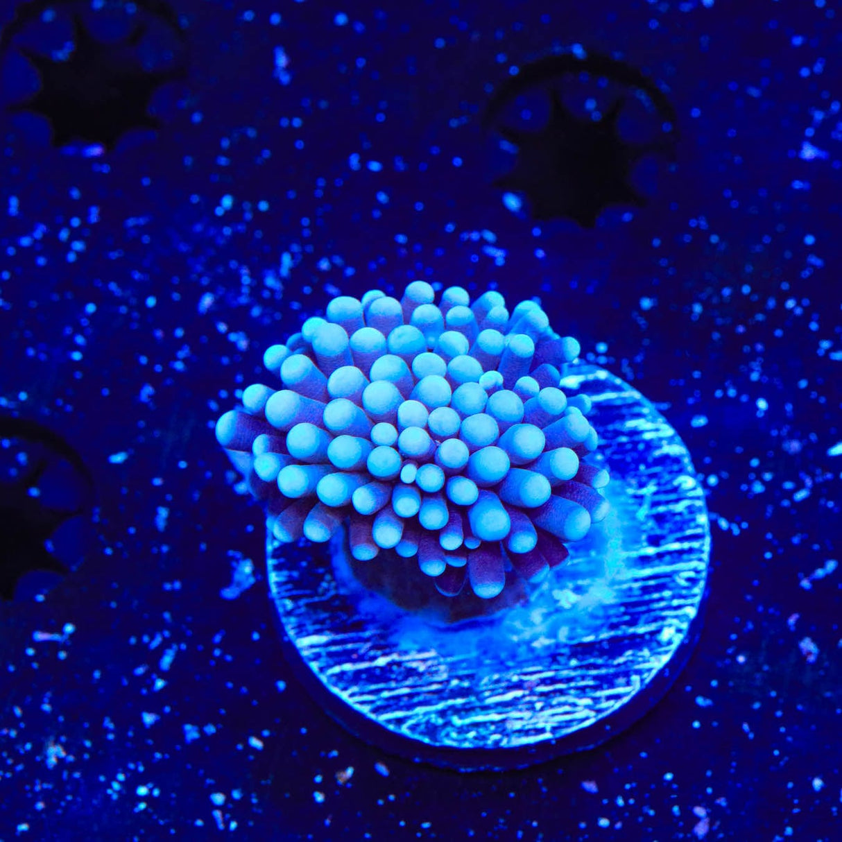 TSA Blue Torch Coral