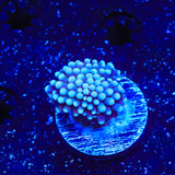 TSA Blue Torch Coral