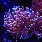 TSA Blue Torch Coral