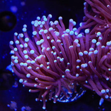 TSA Blue Torch Coral