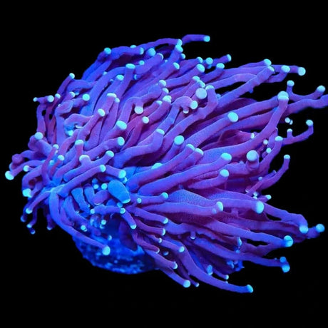 TSA Blue Torch XL Coral