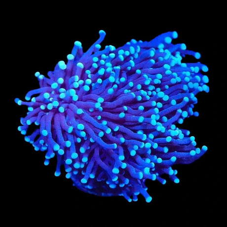 TSA Blue Torch XL Coral