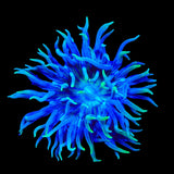 TSA Blueberry Duncan Coral