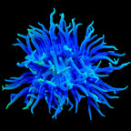 TSA Blueberry Duncan Coral