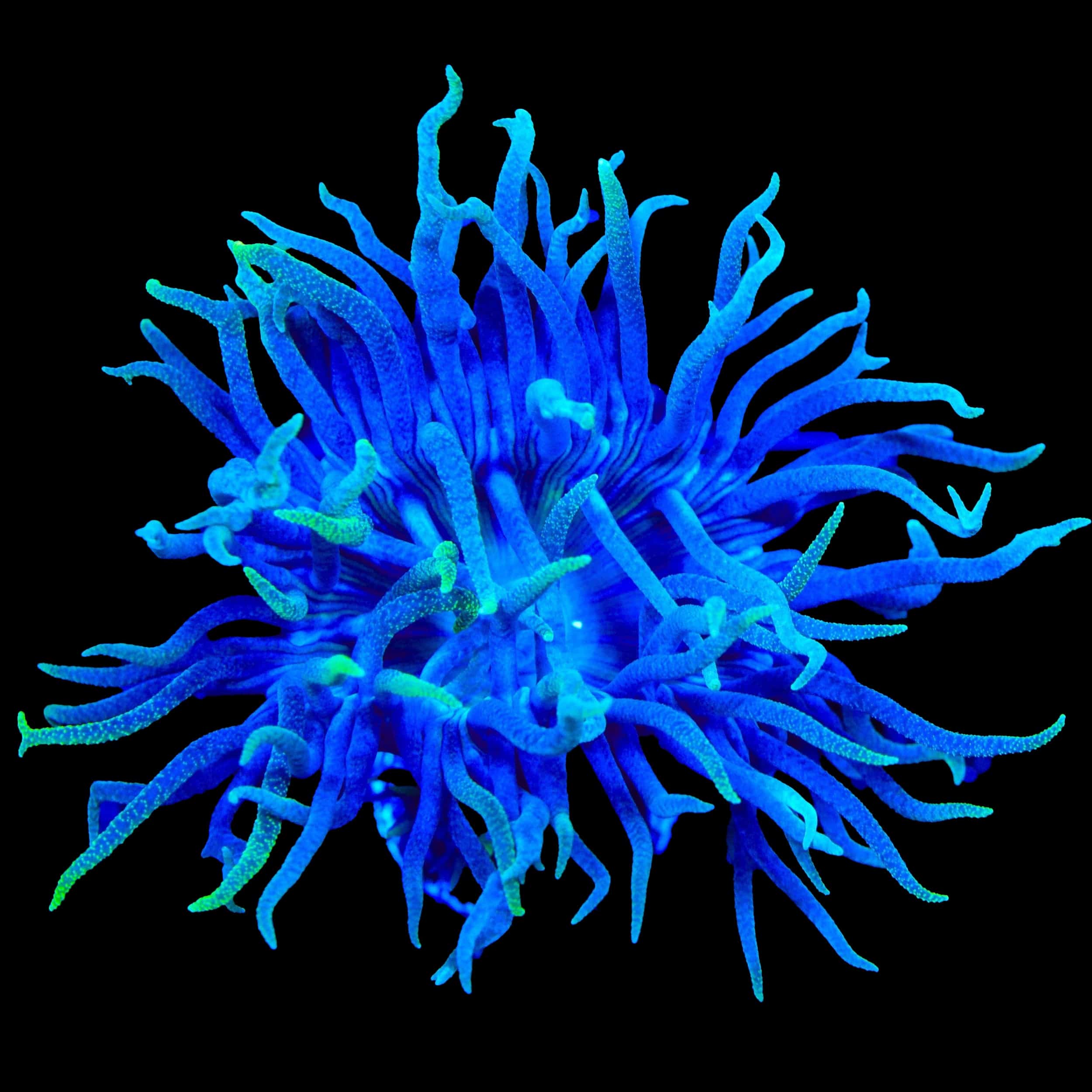TSA Blueberry Duncan Coral
