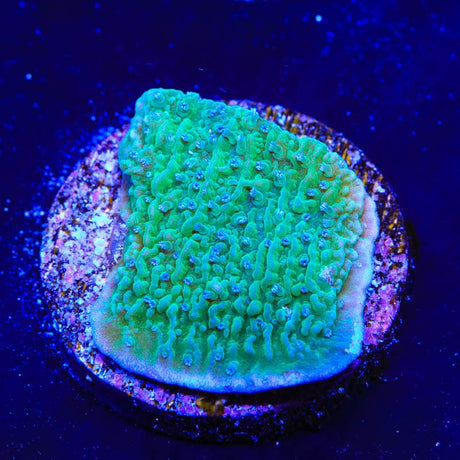 TSA Blueberry Fields Montipora Cap Coral