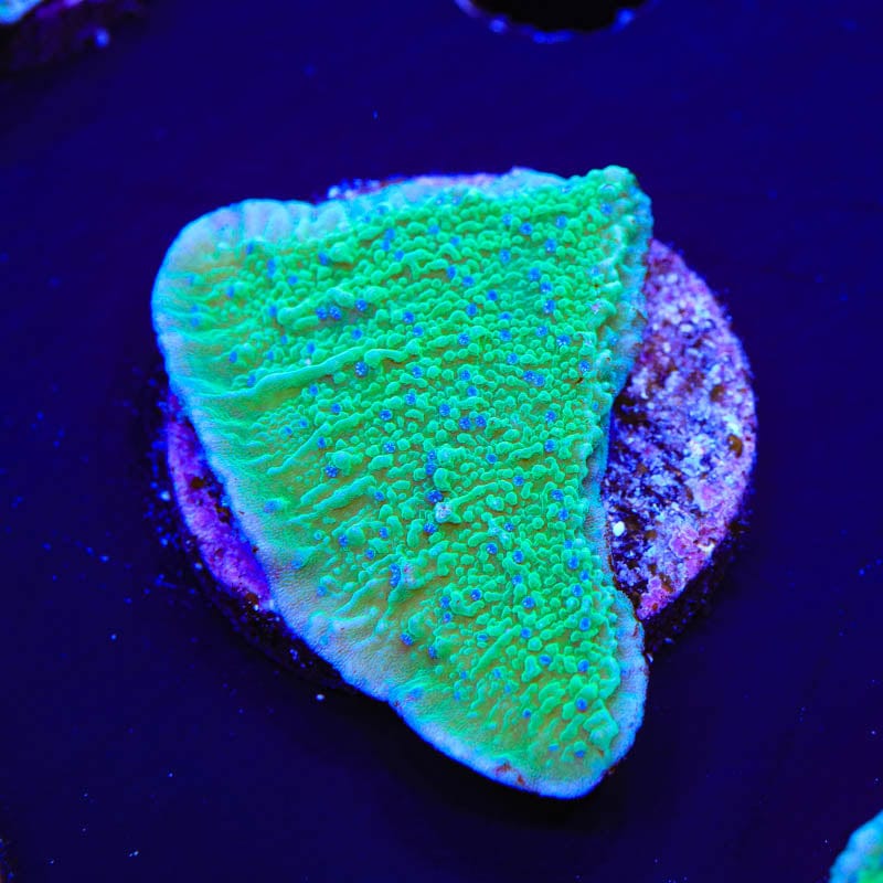 TSA Blueberry Fields Montipora Cap Coral