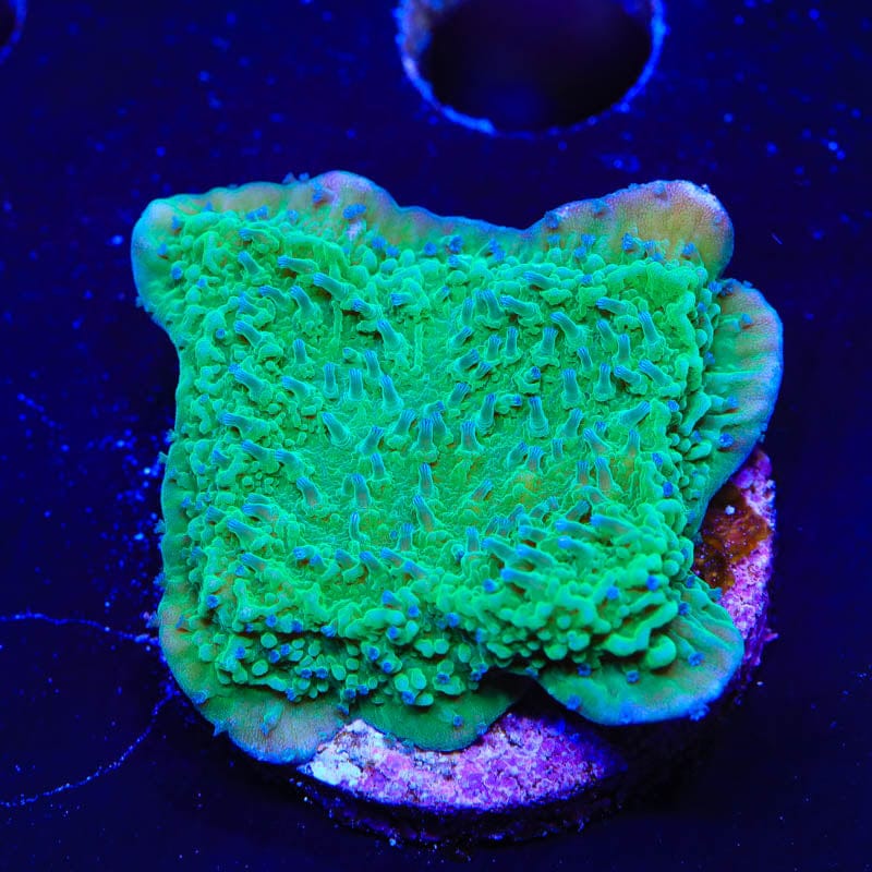 TSA Blueberry Fields Montipora Cap Coral