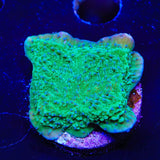 TSA Blueberry Fields Montipora Cap Coral