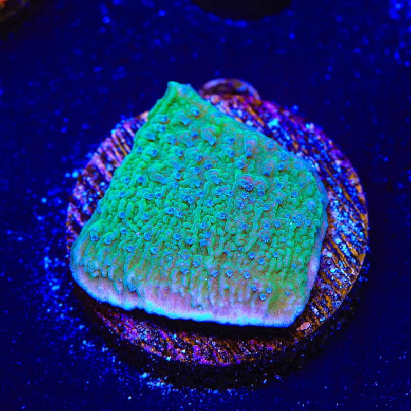 TSA Blueberry Fields Montipora Cap Coral