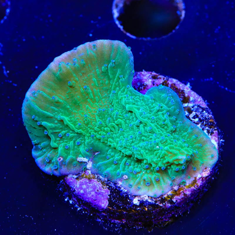 TSA Blueberry Fields Montipora Cap Coral