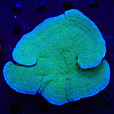 TSA Blueberry Fields Montipora Colony Coral