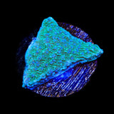TSA Blueberry Fields Montipora Coral